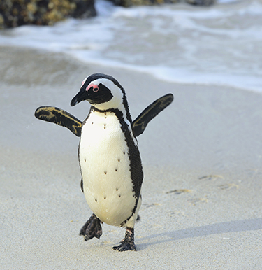 African Penguin- World Penguin Day 2022